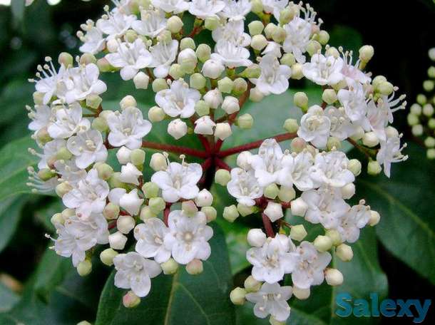 Калина лавролистная от Bahor Gullari!, фотография 1