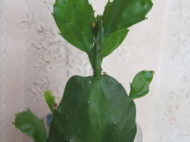 Продажа кактус Опунция бразильская в ассортименте, фотография 6