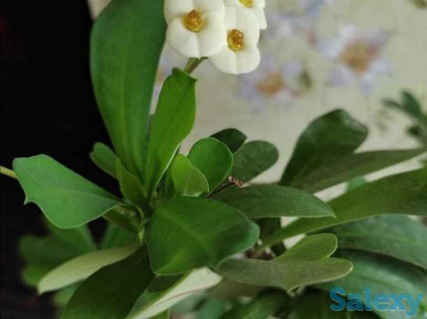 Комнатные растения на любой вкус!, фотография 7