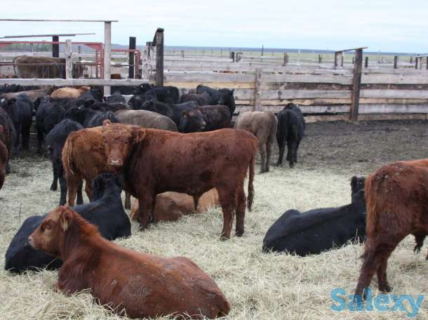 Быки, телки с России, фотография 2