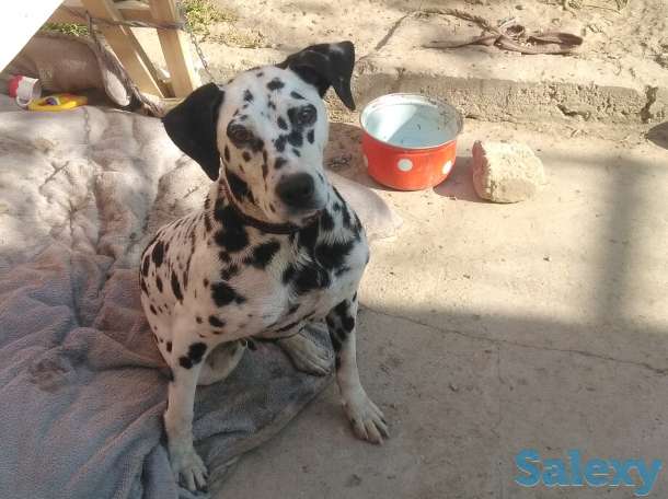 Ищу кобеля для вязки. Порода далматинец., фотография 1