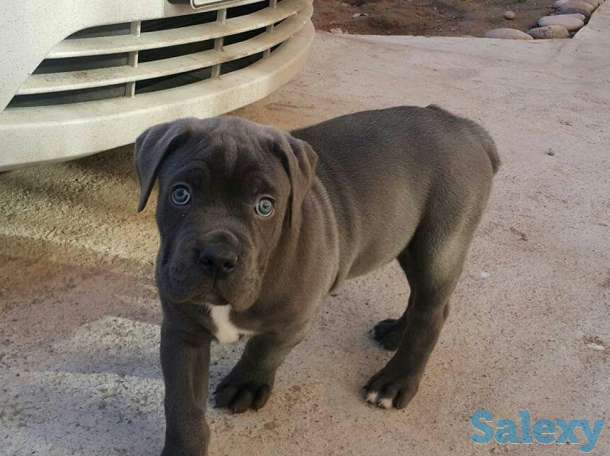 Кане Корсо, фотография 2