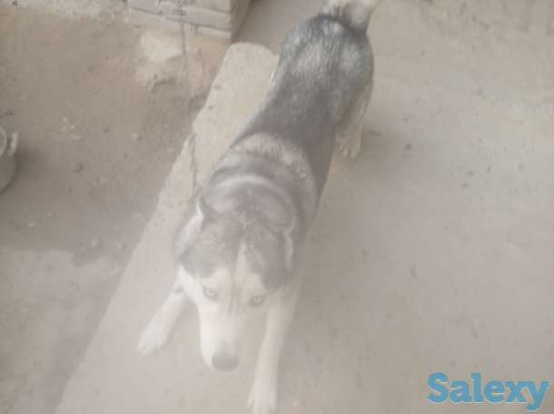 Сибирский хаски очень хорошие добрые и воспитанные очень красивые отдадим в хорошие руки, фотография 1