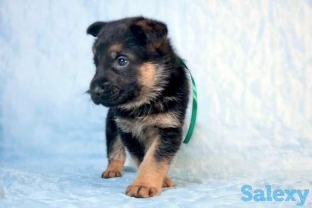 Клубные щенки немецкой овчарки, фотография 1