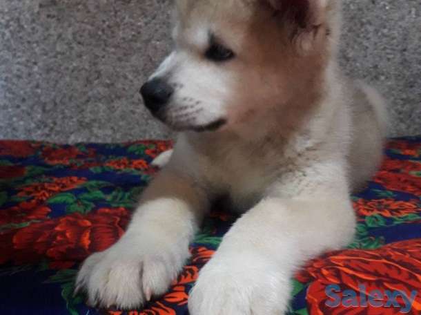 Акита от чемпиона, фотография 2