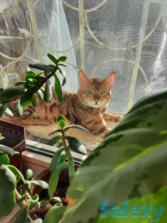 Бенгальский кот, фотография 5