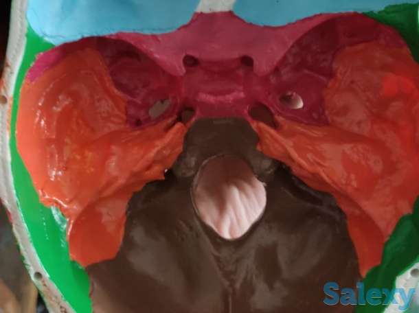 Модель черепа. Bosh suyagi modeli. Обращаться в тг @muradovic_jm, фотография 2