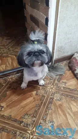 Собака по породе ши-тцу ищет себе подружку для вязки полтора года не развязан, фотография 1