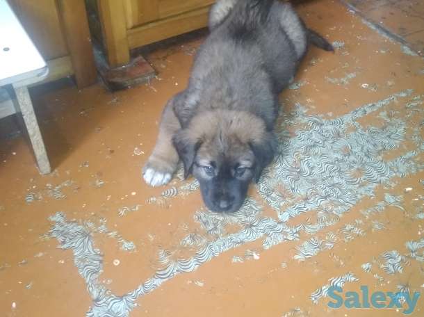 Продам щенят мама азиатка папа кавказец, фотография 3