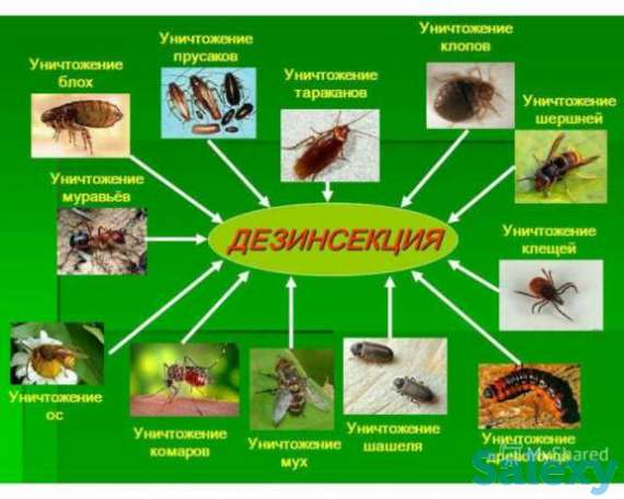 Качественная Дезинфекция, и Дезинсекция от всех видов насекомых, фотография 1