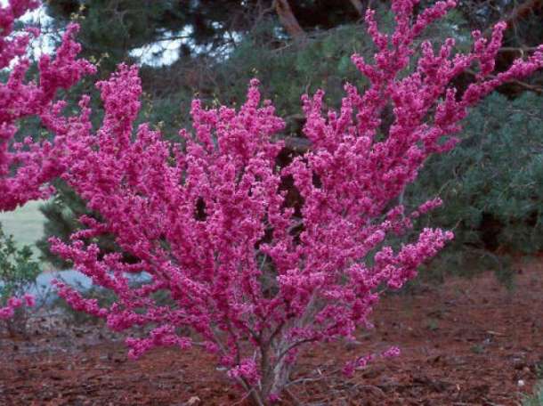 Декоративные растении, фотография 2