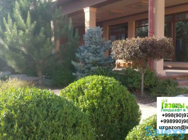 Газоны Мы предлагаем Вам качественный посев газонной травы таких известных производителей как Trifolium DLF, Canada Gree, фотография 8