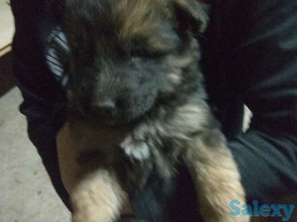 Продаю щенков немецкой овчарки, фотография 6
