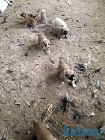 Продаються щенки, фотография 1