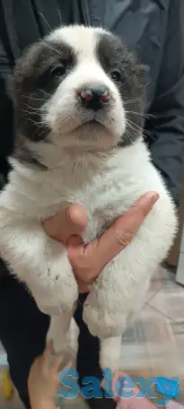 Продаются щенки среднеазиатский Олабай, фотография 2