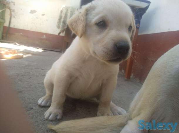 щенки лабрадора, фотография 3