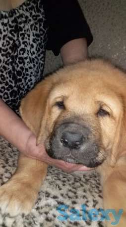 Щенки испнского мастиффа, фотография 2