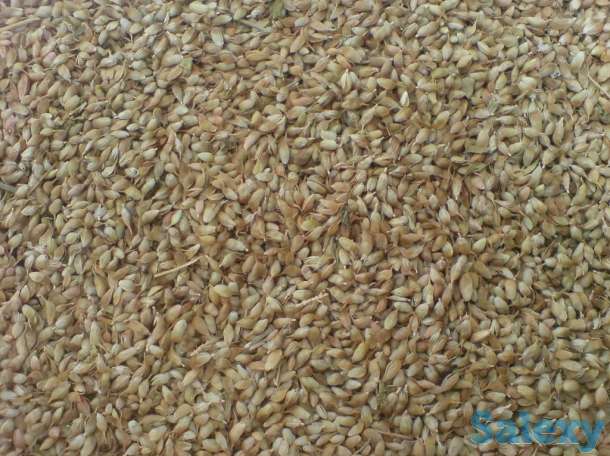 Лавровый лист и специи, фотография 6