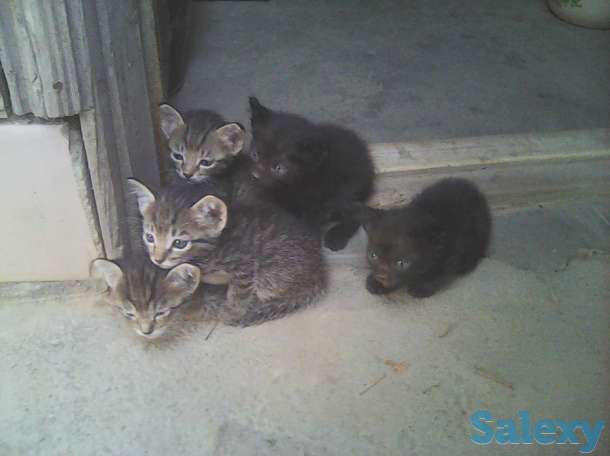 Котята в надёжные, заботливые руки, фотография 1