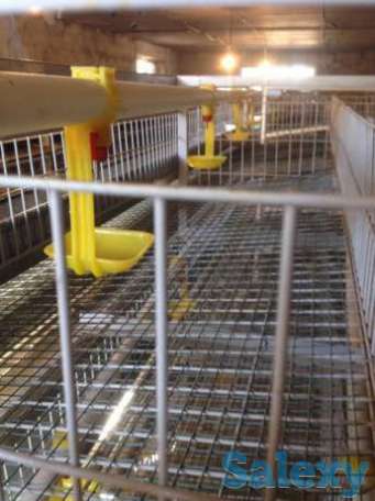 Bedana katagi, фотография 1