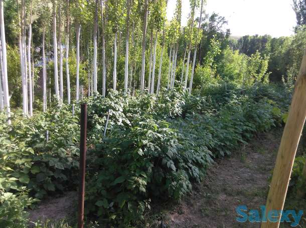 Продам Дачу, Ташкентская область, фотография 7