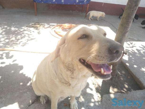 щенки лабрадора, фотография 5
