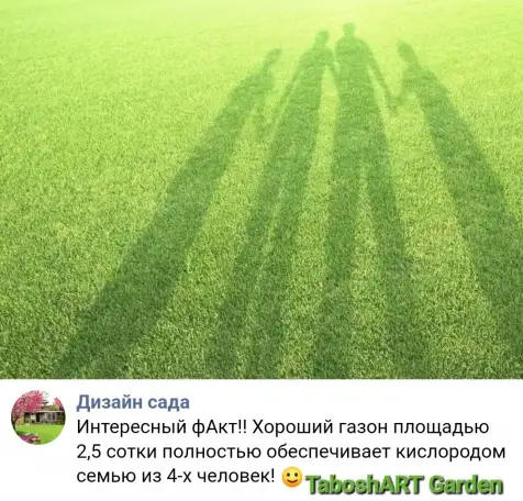 Комплексный уход за газоном и Хвойными, фотография 7