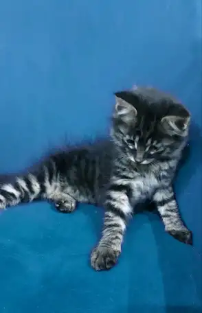 Котята 4 шт, фотография 1