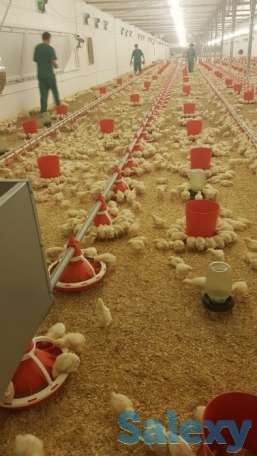 Птицеводство - Автоматика для бройлера и несушки(Климат -контроль, Рассвет-закат, Кормораздача ), фотография 1
