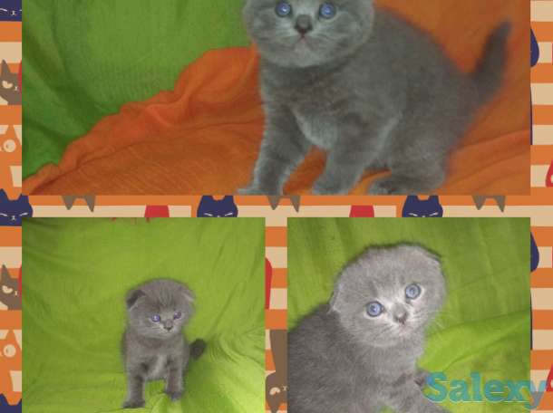 Готовятся на продажу плюшевые котятки, фотография 1