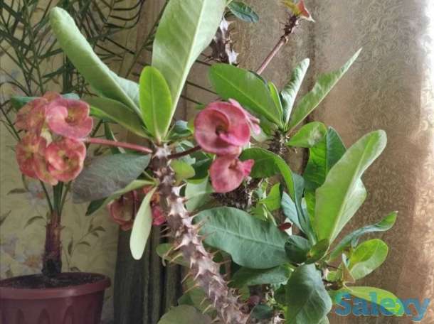 Комнатные растения на любой вкус!, фотография 11