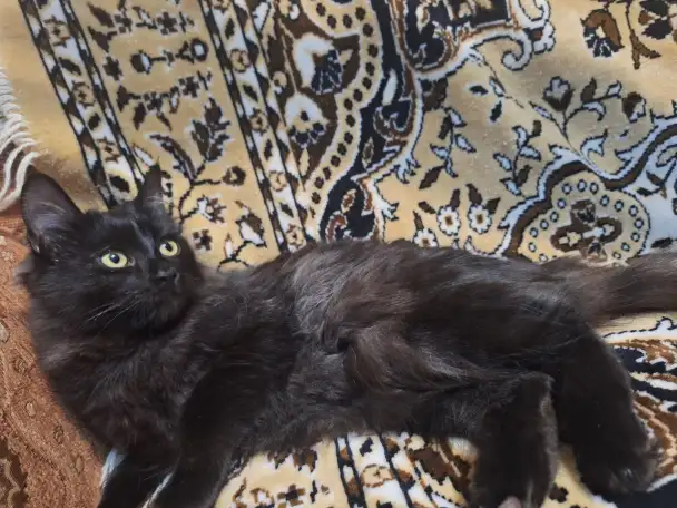 Чёрные котик и кошечка, фотография 1