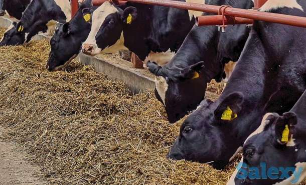 Продажа КРС оптом живым весом по РФ и СНГ, фотография 7