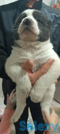 Продаются щенки среднеазиатский Олабай, фотография 3