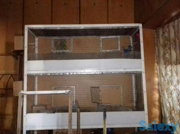 Qafas sotaman, фотография 1