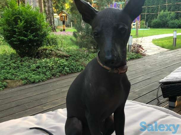 Щенки Ксолотицкунтли мини, фотография 4