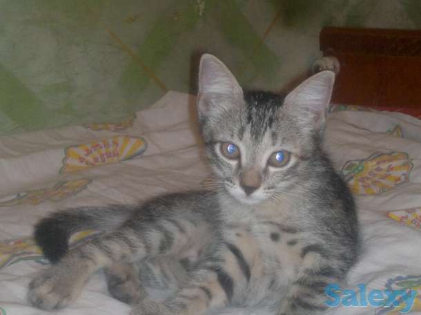 Отдам котят в хорошие руки, фотография 2