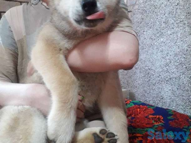 Акита от чемпиона, фотография 7