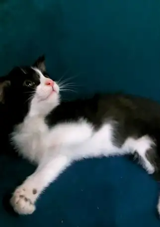 Котята 4 шт, фотография 1