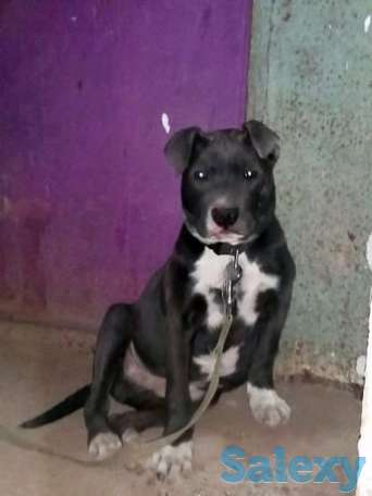 Стаффорд американский, фотография 1