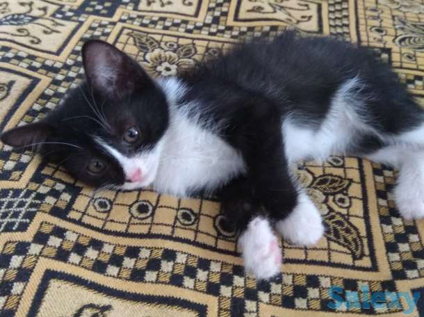 Отдам хорошеньких котят в добрые руки, фотография 5