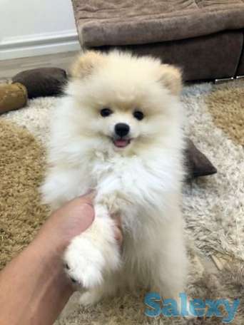 Померанский шпиц, фотография 1