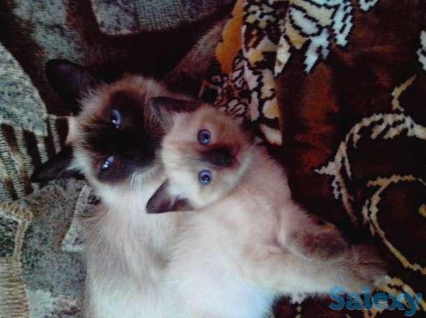 Элитные  сиамские котята, фотография 2
