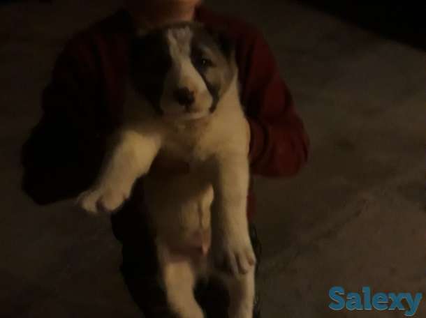 Продается шенок алабая, фотография 2