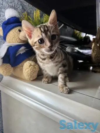 Бенгальский котенок, фотография 4