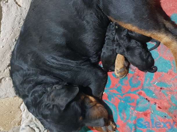 Ротфейлер, фотография 4