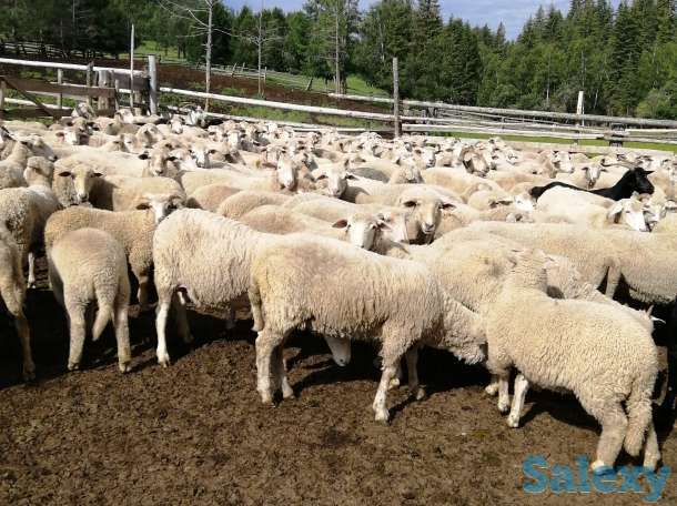 овцы романовские, многоплодные от 2-5 ягнят, фотография 1