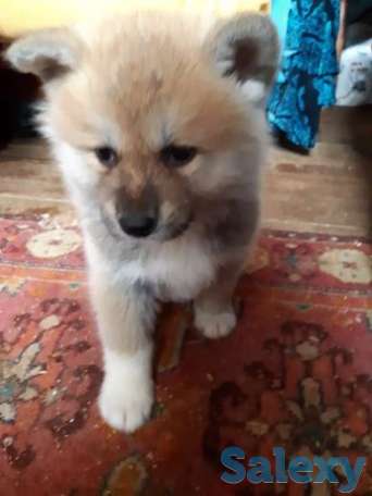 Японская акита ину, фотография 1