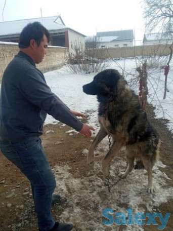 Kavkazkiy avcharka yahshi sabaka yoshi 2 uoshda qorovulika vabshi zorr, фотография 1