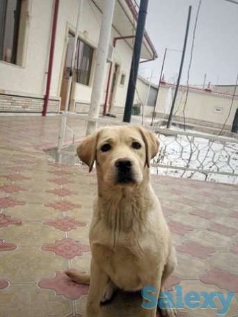 Лабрадор - ретривер, фотография 1